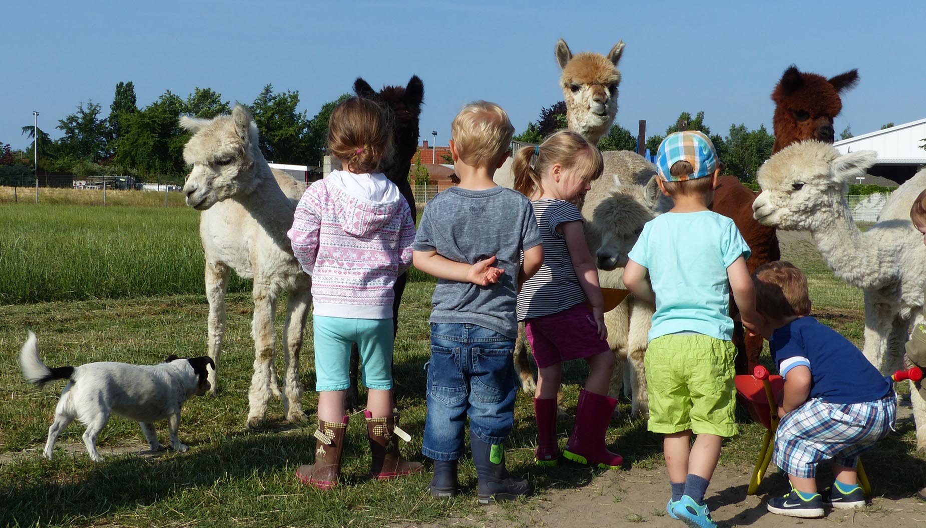 individuelle Führungen auf der Alpakafarm