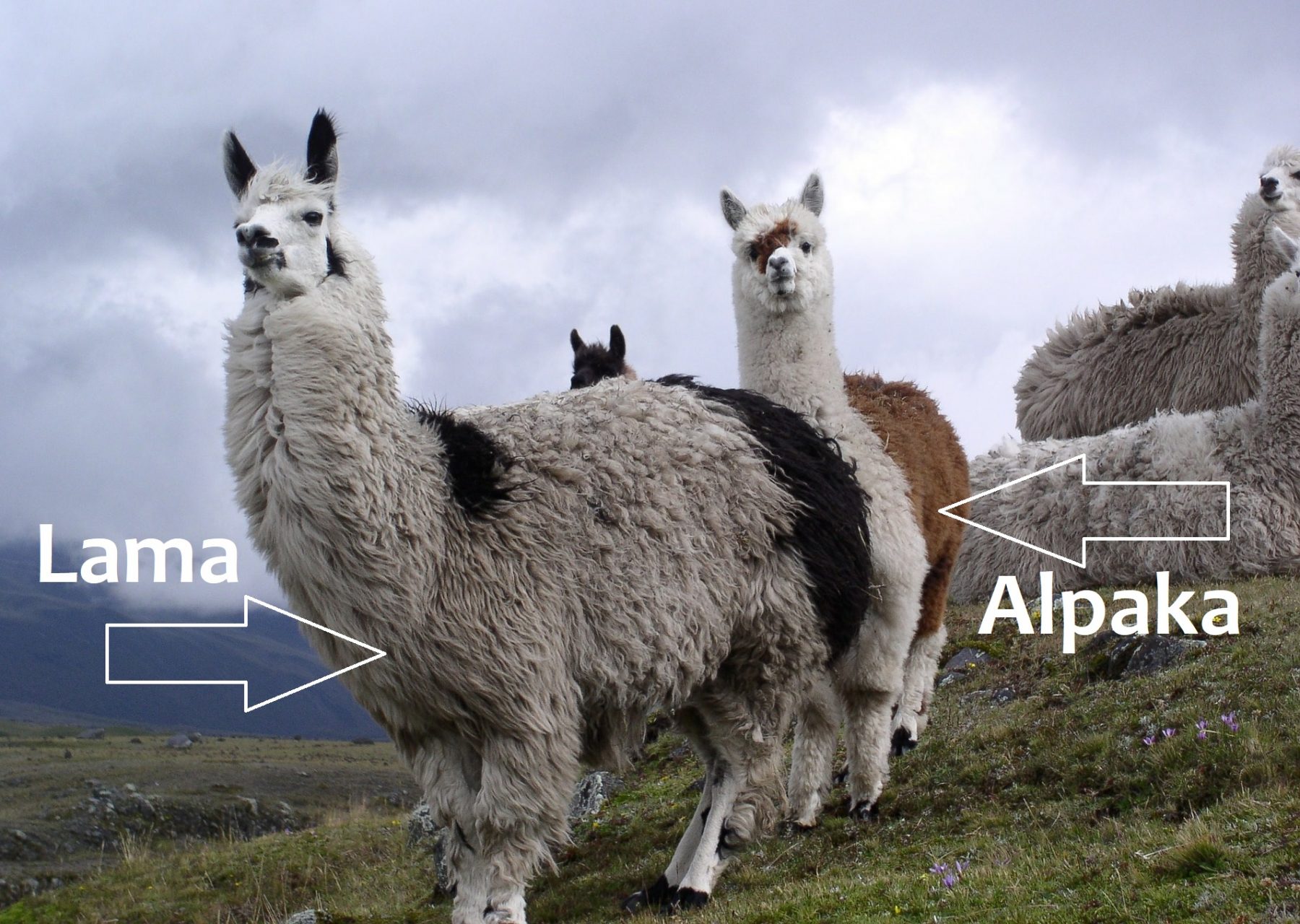 Was ist der Unterschied zwischen einem Lama und einem Alpaka?