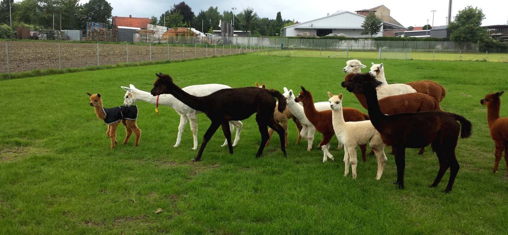 Eine bunte Alpakaherde - das Zuchtziel der Tegelfeld Alpakas