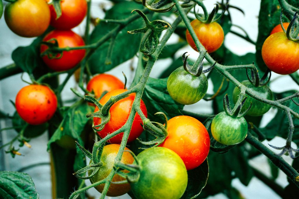 Tomaten - Photo by Dan Gold on Unsplash.jpg