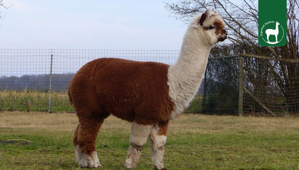 Tegelfeld Alpakas Tierpatenschaft Flecki