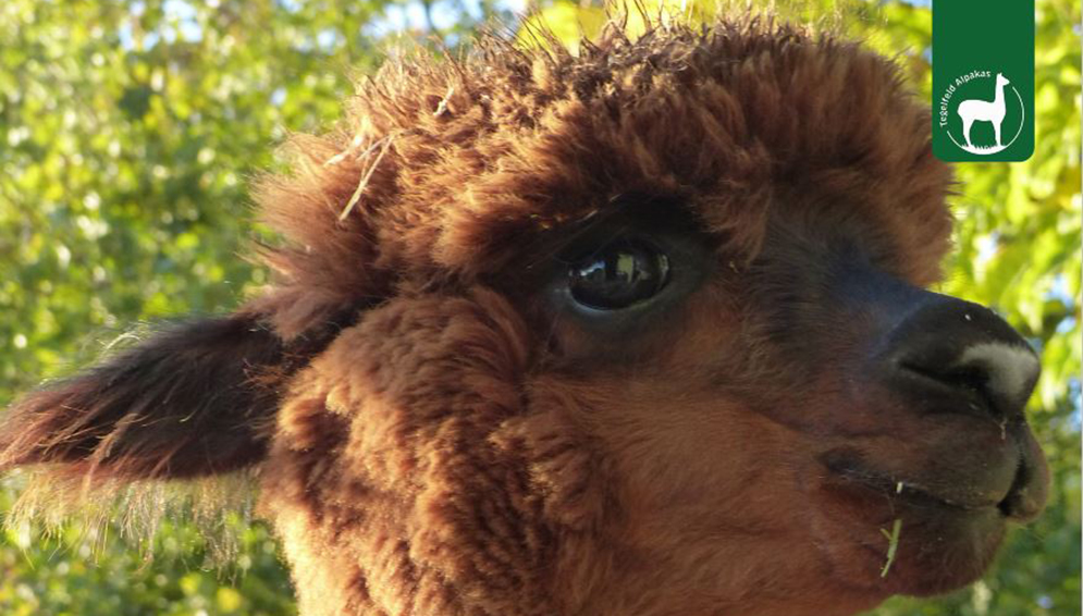 Tegelfeld Alpakas Tierpatenschaft Lara