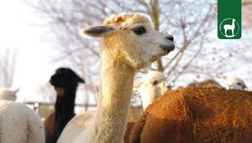 Tegelfeld Alpakas Tierpatenschaft Lisa