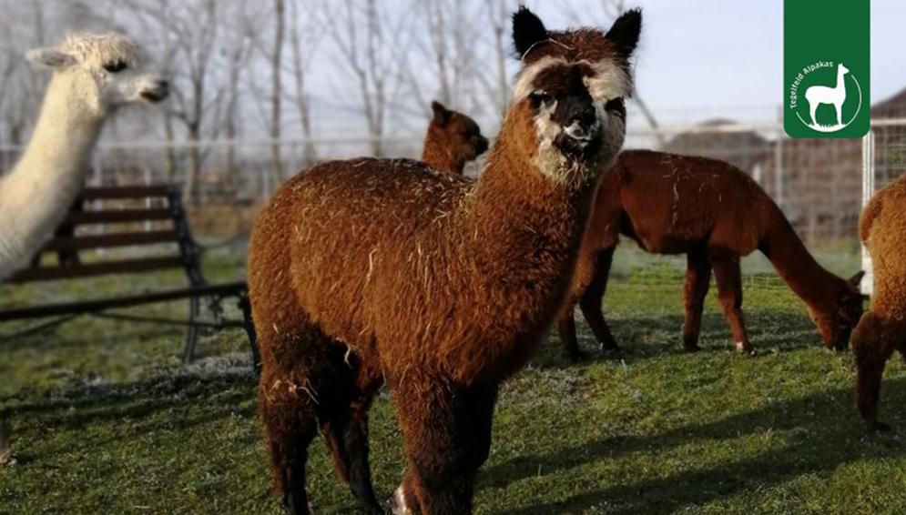 Alpaka Tierpatenschaft Lulu