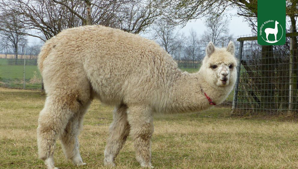 Tegelfeld Alpakas Tierpatenschaft Mia