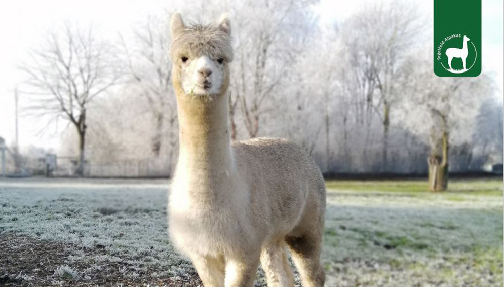 Tierpatenschaft Alpaka Thilda