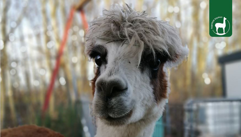 Alpaka Tierpatenschaft Tina