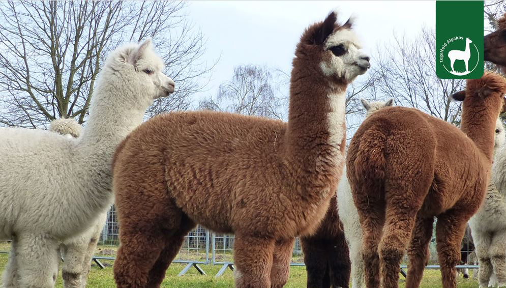 Tegelfeld Alpakas Tierpatenschaft Toffifee