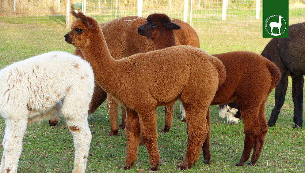 Tierpatenschaft Franzi