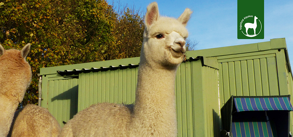 Alpaka Tierpatenschaft Frieda