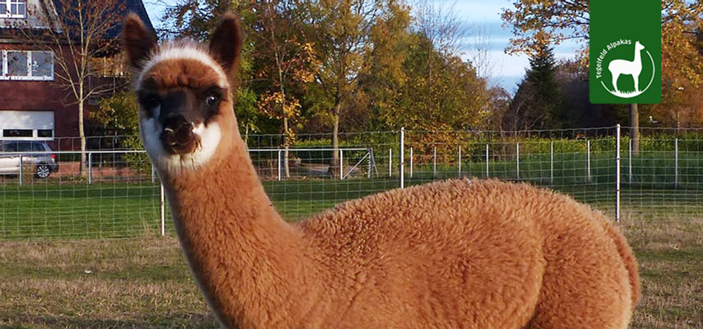 Alpaka Tierpatenschaft Lucy