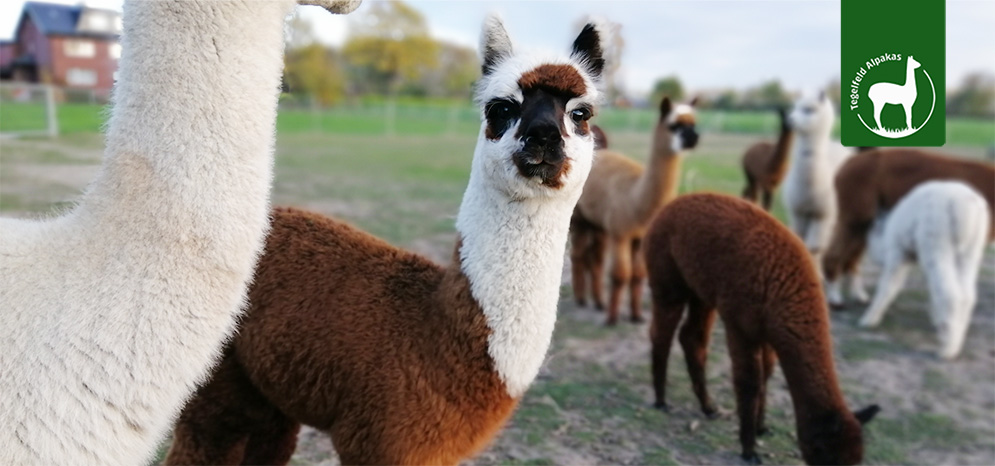 Alpaka Tierpatenschaft Paula