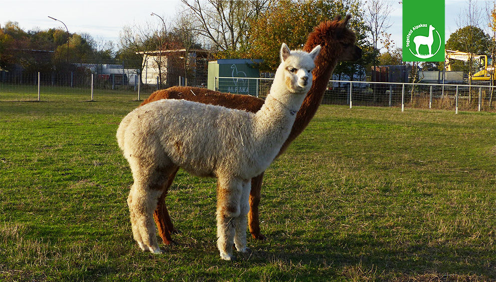 Tierpatenschaft Trixie