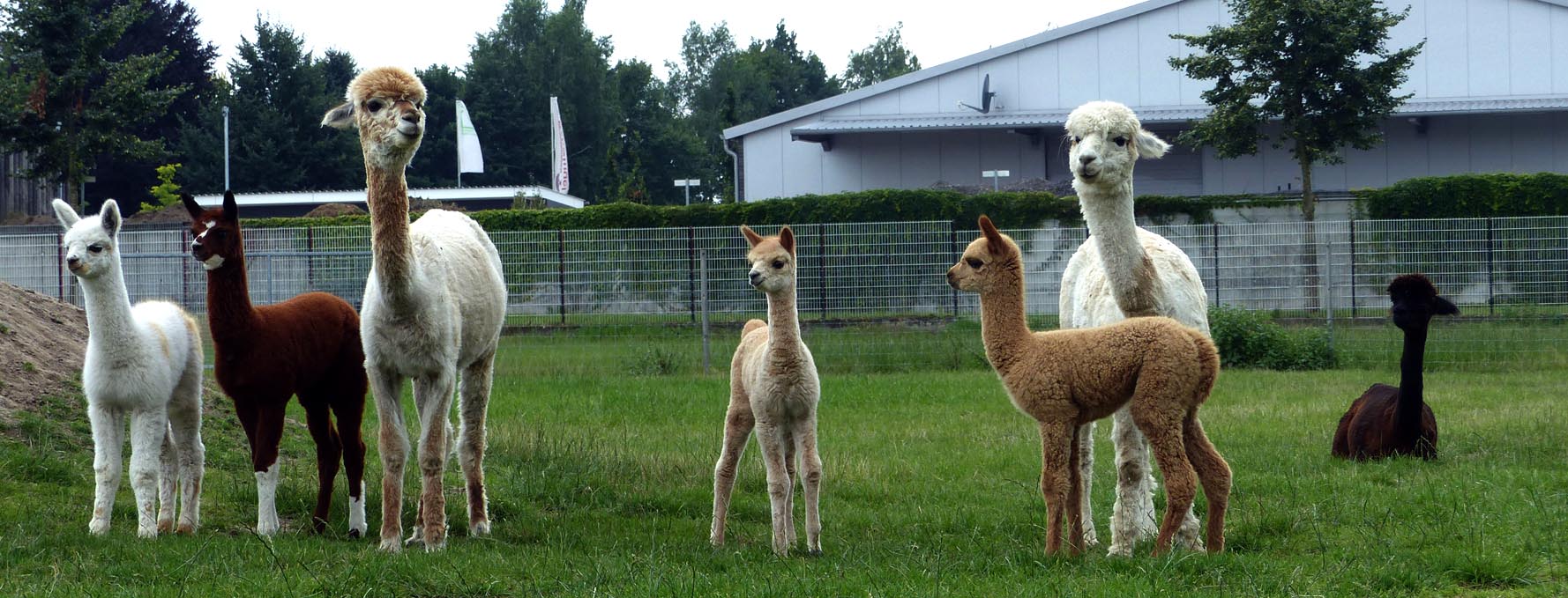 Die Story zu den Tegelfeld Alpakas