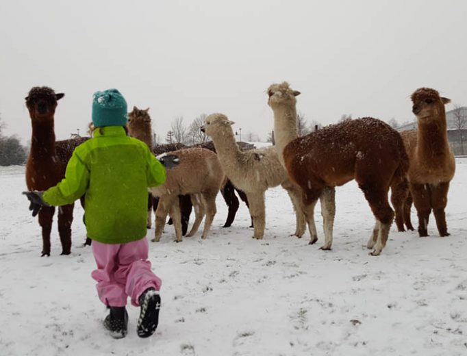 Alpaka Schneeballschlacht Dezember