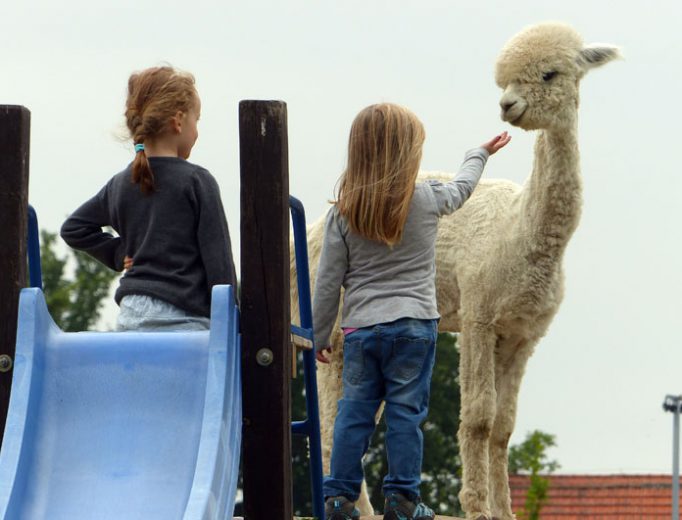 Alpaka Stute und Kinder im Juli