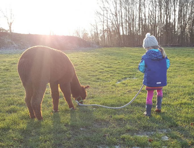 Alpakas Spaziergang mit Kind Januar