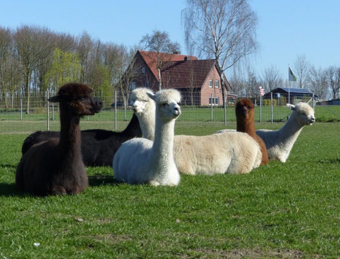 Alpakas chillen im März