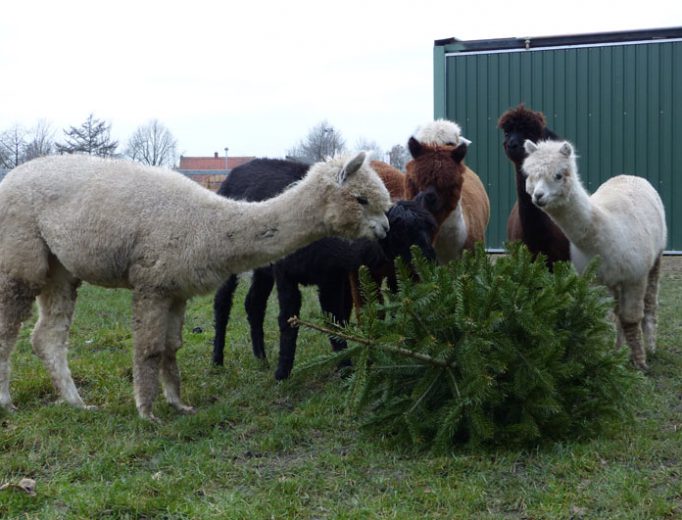 Alpakas fressen Tannenbaum Januar