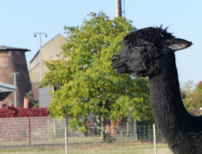 Alpakas im Oktober