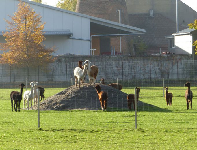 Alpakas im Oktober 2