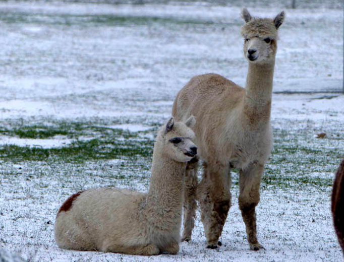 Alpakas im Schnee Dezember 2