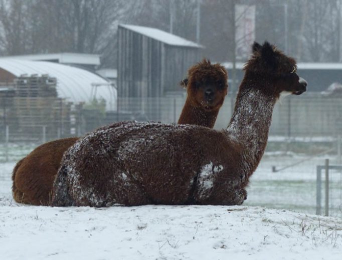 Alpakas im Schnee Dezember