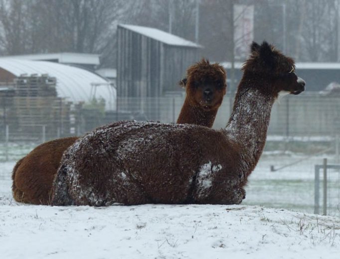 Alpakas im Schnee Dezember