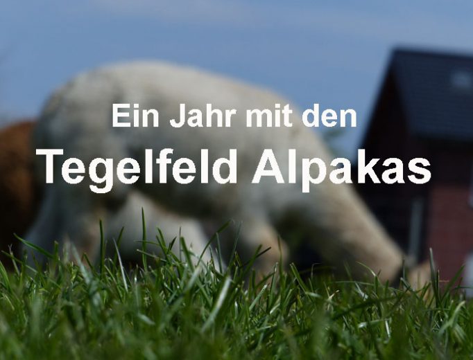 Ein Jahr mit den Tegelfeld Alpakas