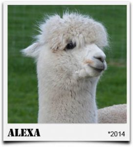 Tegelfeld Alpakas- Stute Alexa