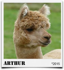 Tegelfeld Alpakas- Deckhengst Arthur