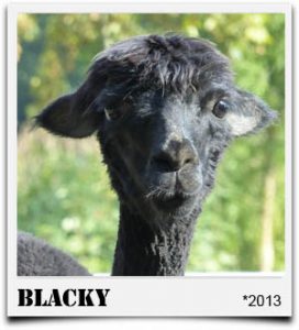 Tegelfeld Alpakas- Stute Blacky