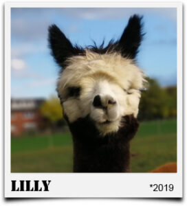 Tegelfeld Alpaka Lilly