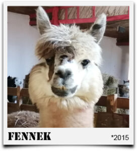 Alpaka Appaloosa Hengst Fennek Tegelfeld Alpakas Deutschland NRW