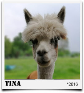 Tegelfeld Alpaka Stute Tina