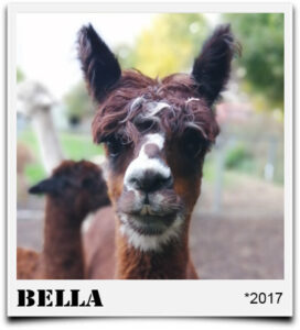 Tegelfeld Alpaka Bella