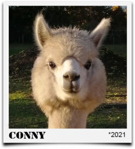 Tegelfeld Alpaka Conny