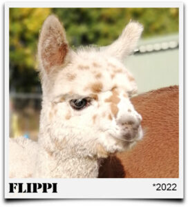 Tegelfeld Alpaka Flippi