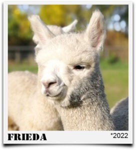 Tegelfeld Alpaka Freida