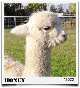 Tegelfeld Alpaka Honey