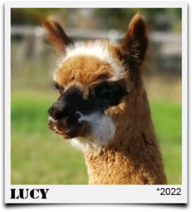 Tegelfeld Alpaka Lucy