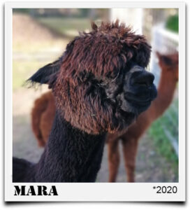 Tegelfeld Alpaka Mara
