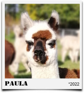 Tegelfeld Alpaka Paula