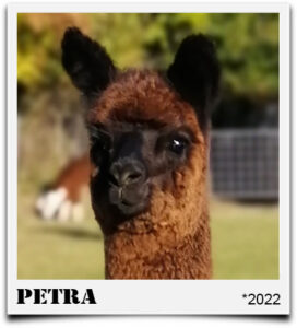 Tegelfeld Alpaka Petra
