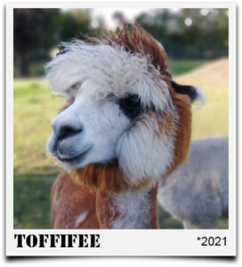 Alpaka Toffifee