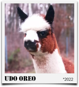 Tegelfeld Alpaka Hengst Udo Oreo