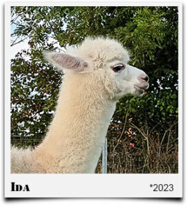 Alpaka, süß, alpakababy, Alpakafohlen