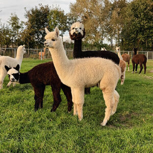 Alpaka Patenschaft, Tierpatenschaft, Geschenk, Weihnachtsgeschenk, Geburtstagsgeschenk