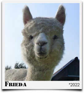 Alpakastute Frieda Tegelfeld Alpakas