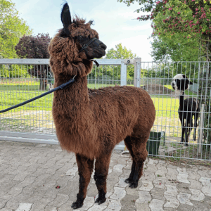Alpakaschur